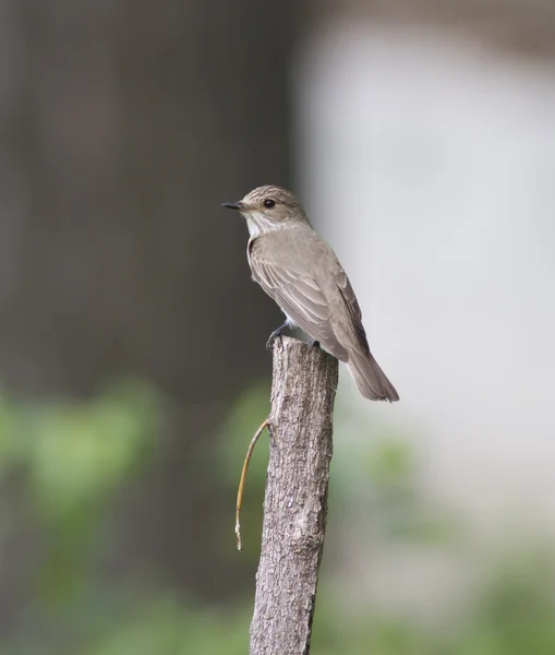 Flycatcher manchado sentado em um ramo morto . — Fotografia de Stock