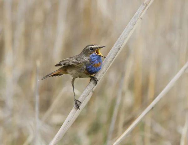 El macho rojo estrellado Bluethroat cantando en una rama de caña . —  Fotos de Stock