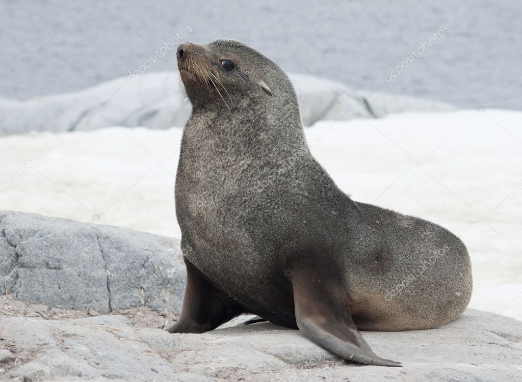 Male fur seal sitting on a rock on the coast.
