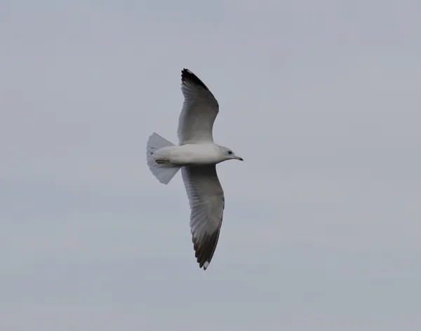 Gul commun s'envole dans le ciel couvert d'hiver . — Photo