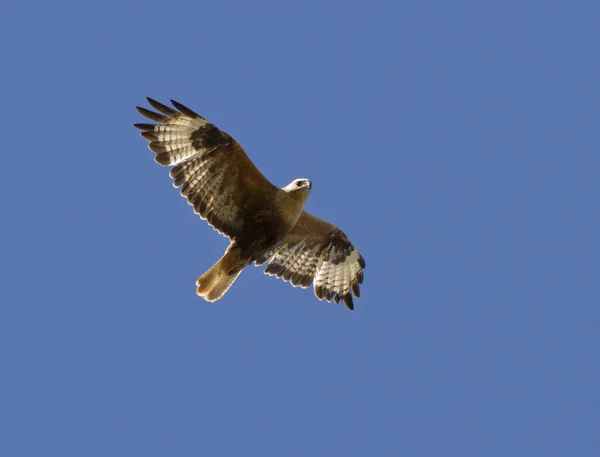 Buzzard de pernas longas voando em um céu Kalmykia .. — Fotografia de Stock