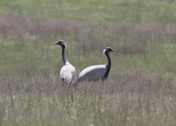 A pair of steppe cranes in the steppe. — Stock Photo, Image