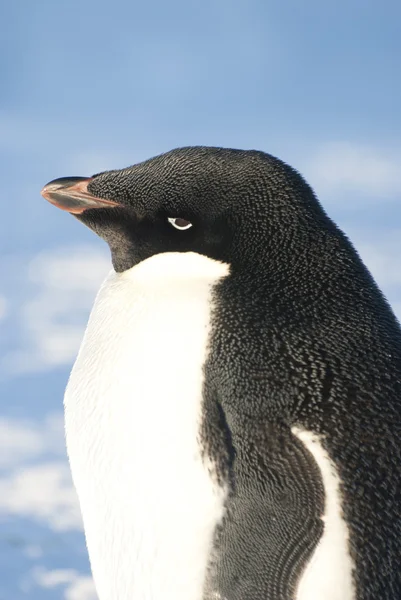 Retrato de um pinguim adulto Adelie contra um céu azul . — Fotografia de Stock