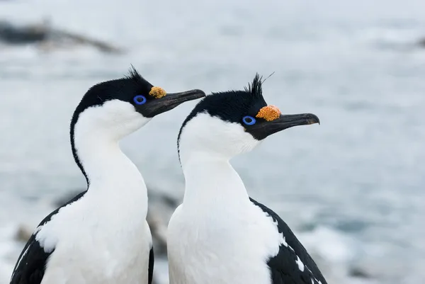 Portret płci męskiej i żeńskiej Antarktyki niebieskooka Kormoran. — Zdjęcie stockowe