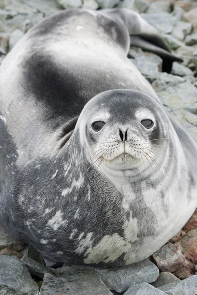 Retrato de focas Weddell en las rocas de la marea en la primavera —  Fotos de Stock