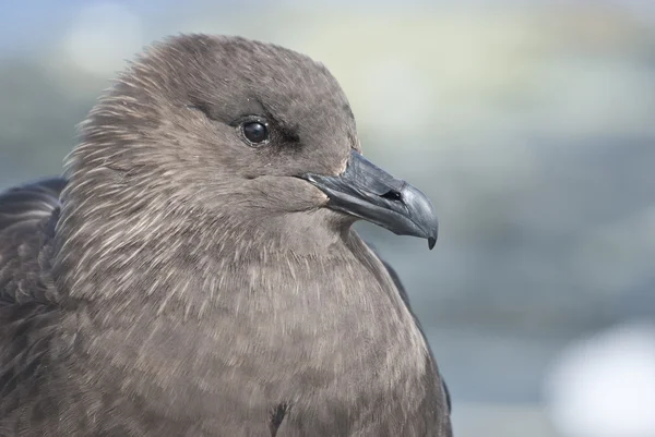 Ritratto di Skua Polare Sud seduto sulla roccia dell'Antartide — Foto Stock