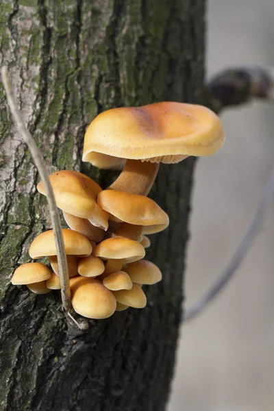 Winter honey agaric growing on a tree. — Stock Photo, Image