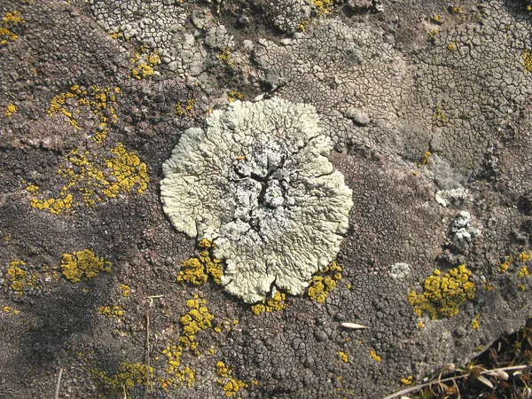 Lichen crustacé sur les pierres jour d'été . — Photo