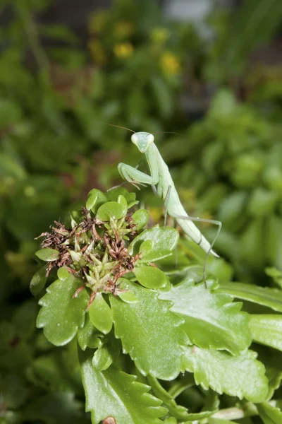 Yeşil mantis çimen çalılıkların oturan. — Stok fotoğraf