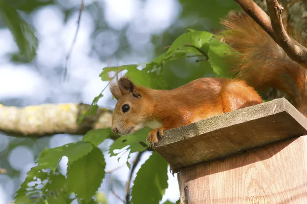 Europäische Eichhörnchen sitzen auf dem Dach iskustveenoy Vogelhäuser. — Stockfoto