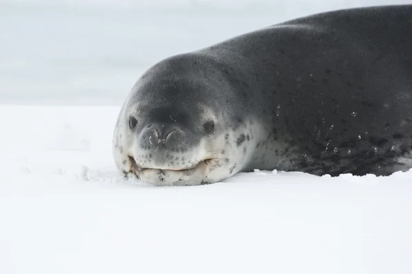 Ritratto di foca leopardata distesa sul ghiaccio in Antartide . — Foto Stock