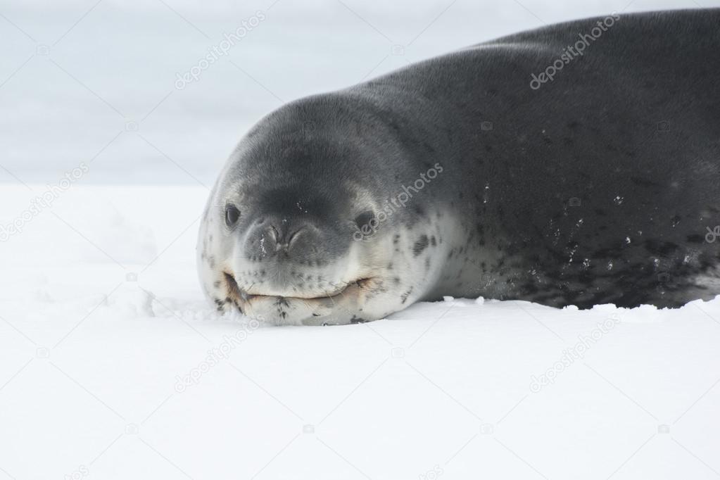 Portrait of a leopard seal lying on the ice in Antarctica.