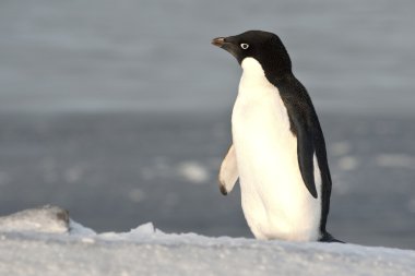 Adelie penguin standing on a slope and looking into the distance clipart