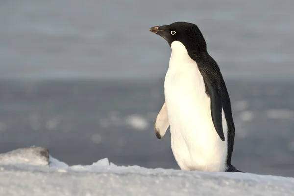 阿德利企鹅站在一个斜坡上的，看着距离 — 图库照片