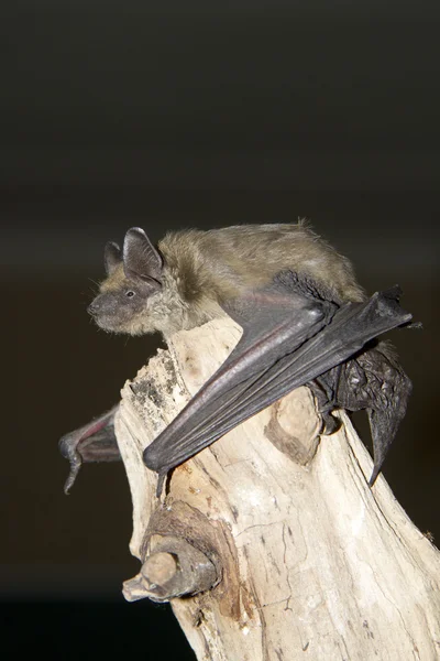 Pipistrello seduto su un tronco d'albero secco nel cielo notturno . — Foto Stock