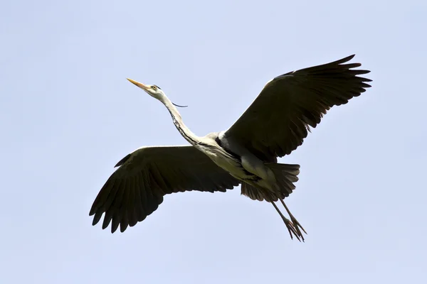 Garça cinzenta voando sobre o céu sem nuvens . — Fotografia de Stock