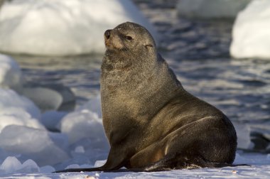 male fur seal resting on a snowy bank clipart