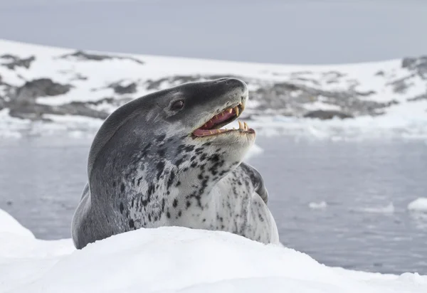 Bir buz parçası yatıyor leopar foku — Stok fotoğraf
