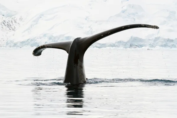 Ballena jorobada en aguas antárticas — Foto de Stock