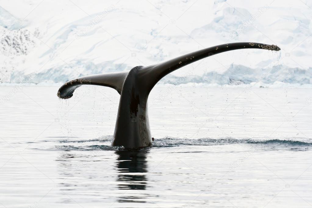 humpback whale  in Antarctic waters