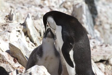 Antarctic penguin feeding its chick in the colony 1 clipart