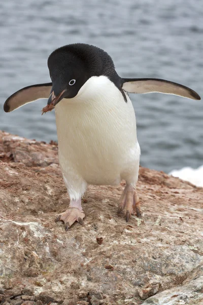 Adelie pingouin qui est une pierre dans le nid 1 — Photo