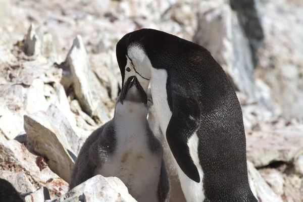 Antarktika pengueni Koloni 1 onun civciv besleme — Stok fotoğraf