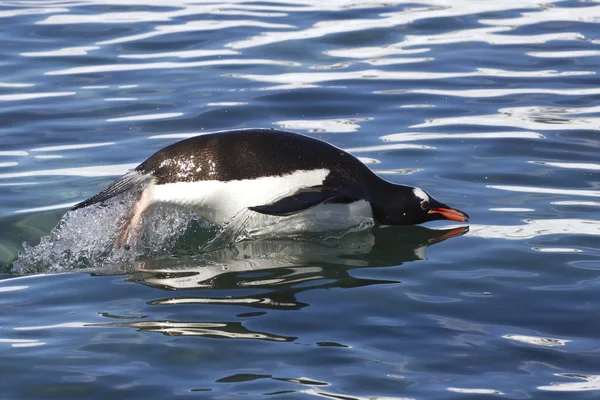 Gentoo Pinguin springt über die Ozeanwellen 1 — Stockfoto