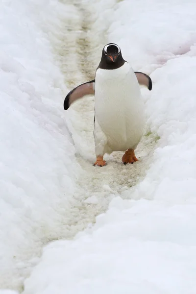 Gentoo pingviner längs ett spår 2 — Stockfoto