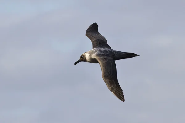 Isli Albatros ışık mantled mavi gökyüzü 2 karşı uçan — Stok fotoğraf