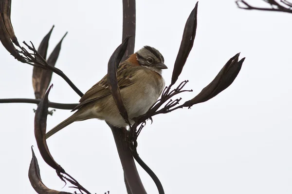 Mužský pěvec límcem sparrow sedící na větvi keř 1 — Stock fotografie