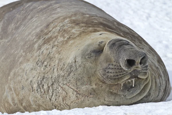 Male sea elephant — Stock Photo, Image