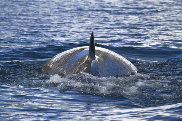 Minke whale back surfaced ocean in the Antarctic Peninsula 1 — Stock Photo, Image