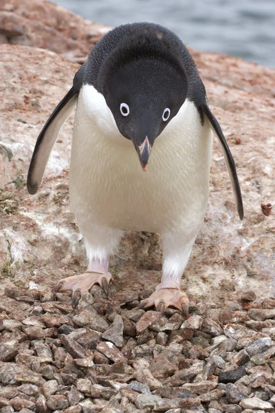 Adelie penguin which stands near the empty nest 1 Stock Image