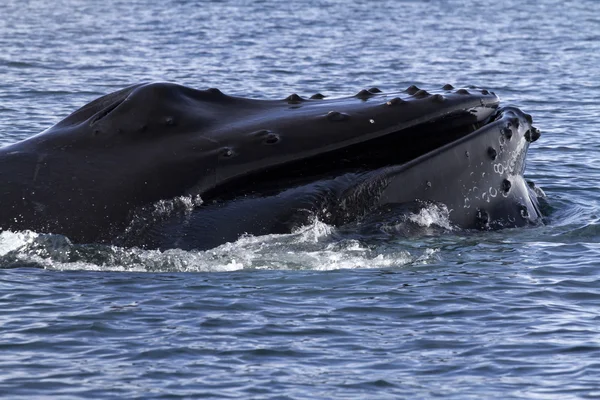 Humpback whale 's head off the coast of Antarctica 1 — Stock Image Humpback whale 's head off the coast of Antarctica 1 Stock Picture