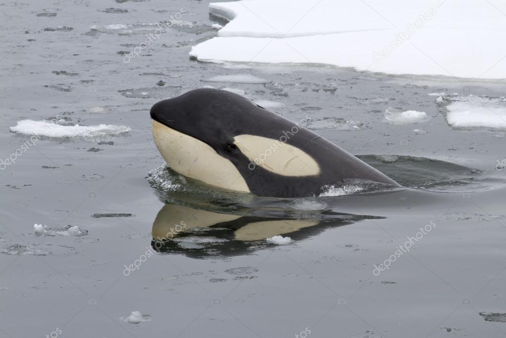 Portrait of orcas or killer whale 1