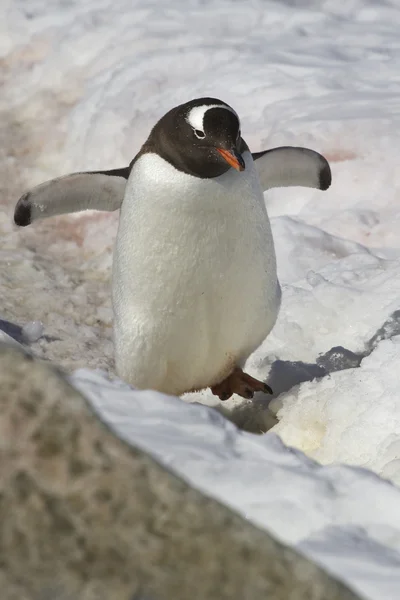 Pinguins gentoo caminhando ao longo de uma trilha 4 — Fotografia de Stock