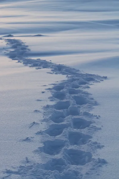 Huellas humanas en la nieve del invierno en la Antártida 1 — Foto de Stock