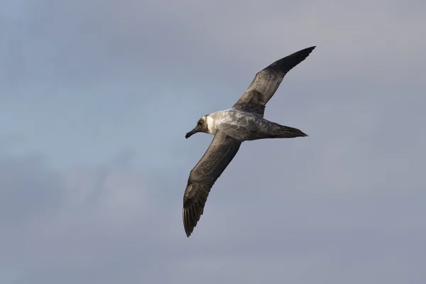 Licht-Mantelbrulaap roetzwarte albatross vliegen tegen de blauwe hemel 1 — Stockfoto