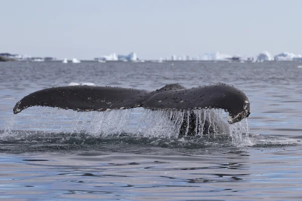 Ballena jorobada cola que bucea 2 — Foto de Stock