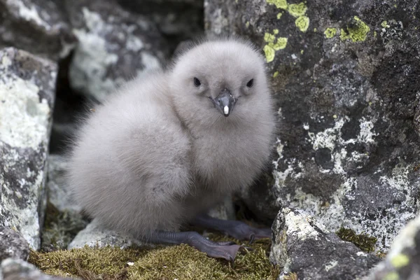 Södra polar labb chick sitter nära boet av stenar 1 — Stockfoto