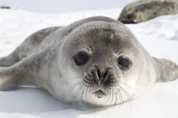 Filhotes de foca Weddell no gelo da Península Antártica 1 Fotos De Bancos De Imagens