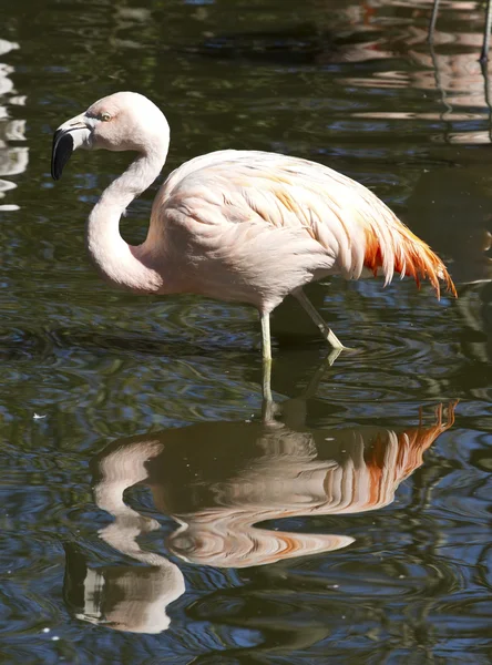 Flamencos chilenos en un pequeño estanque — Foto de Stock