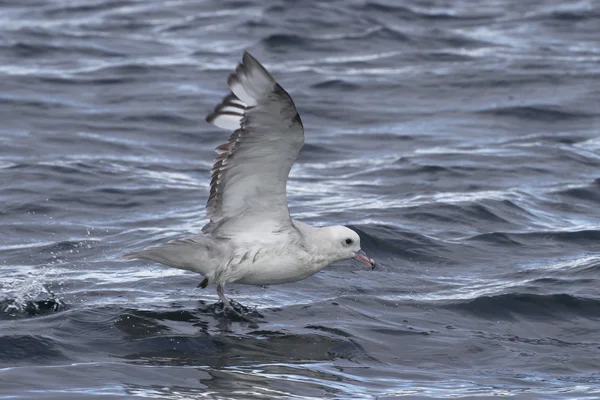 Antarctische stormvogels stijgende met het oceaanoppervlak 1 — Stockfoto