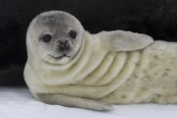 Nedávno narodil štěně tuleň Weddellův 1 — Stock fotografie