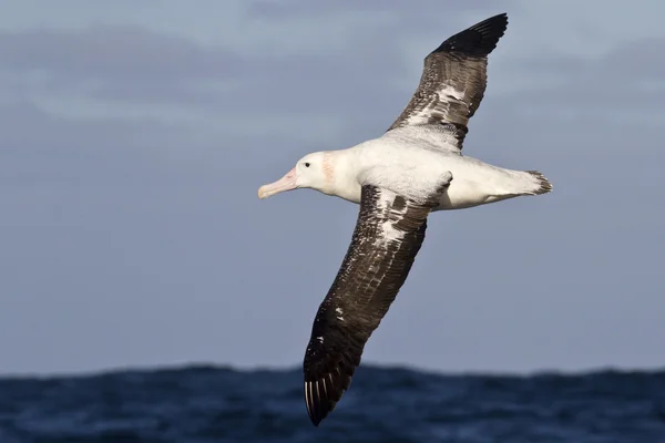 Albatros stěhovavý létání nad modrými vodami — Stock fotografie