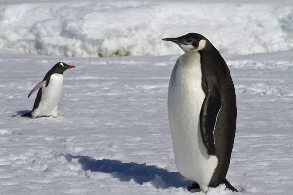 Pingüino emperador joven y pingüinos Gentoo —  Fotos de Stock