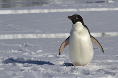 Adelie penguin which stands on an ice floe near the crack clipart