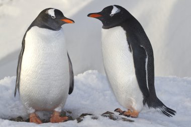 male and female penguins Gentoo near the nest clipart