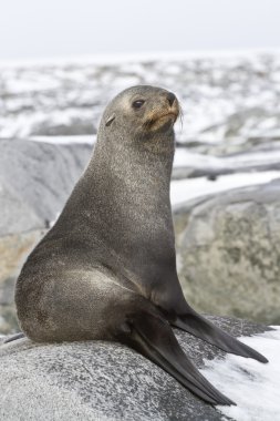 young fur seal resting on a rocky island clipart